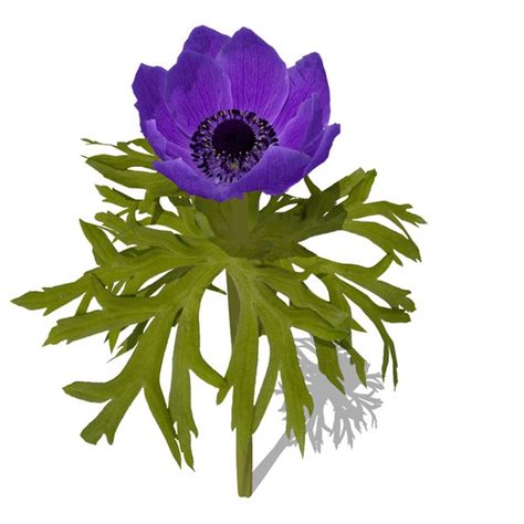 anemone 3ds|anemone 3ds backgrounds.